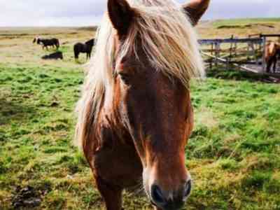 Характеристика лошади Исландской породы