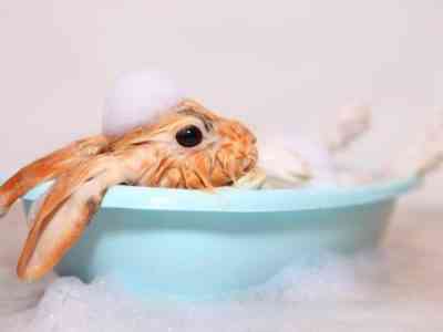 Как мыть и купать кролика