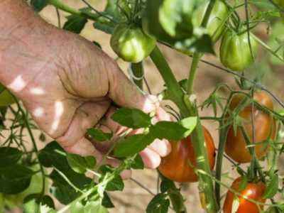 Правила пасынкование помидор в открытом грунте