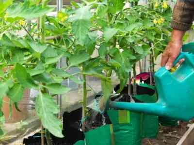 Раствор поможет насытить томаты азотом