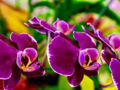 Посадка луковицы орхидеи из Вьетнама