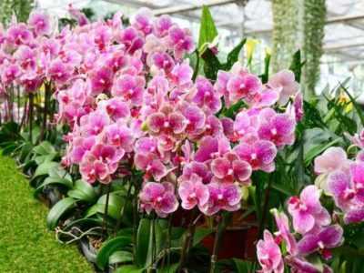 Особенности ухода за цветущей орхидеей