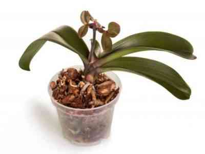 Growing a baby orchid on a peduncle
