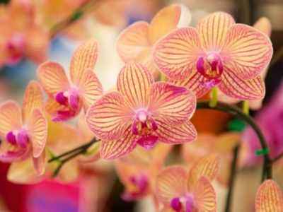 Орхидеи растут в природе