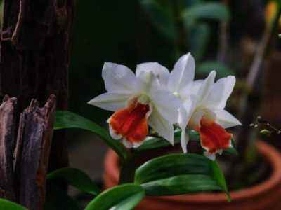 Нежная белая орхидея