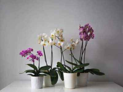 Выбор кашпо для орхидей
