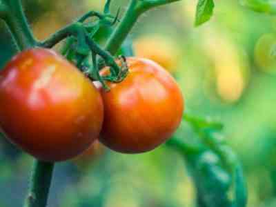 Описание и характеристика томатов сорта Киевлянка
