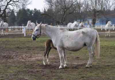 Characteristics of Kladrub breed horses
