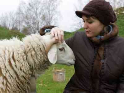 Выбор кличек для овец и баранов по внешности