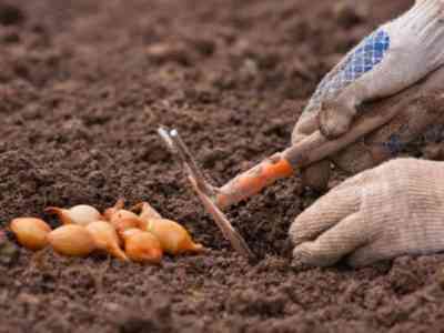 Когда и как сажать лук-севок в открытый грунт