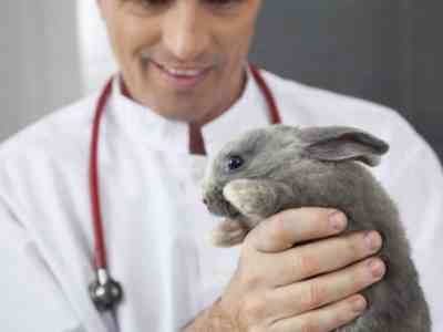 For rabbit disease, consult your veterinarian