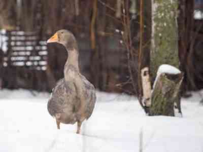 Кормление и содержание гусей зимой в домашних 体словиях
