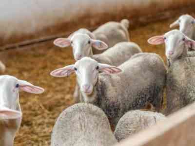Правила кормления овец