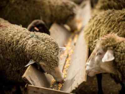 Процесс питания овец