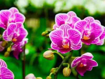 Использование Корневина для орхидей