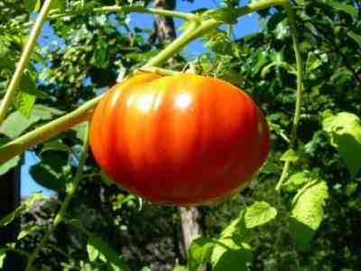 Характеристика томатов сорта Король Гигантов