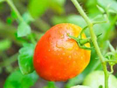 Характеристика томатов сорта Королевич