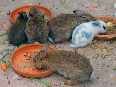 Откорм молодых кроликов