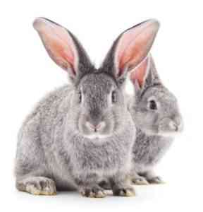 Appearance of chinchilla rabbits