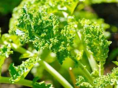 Characteristics of Kale