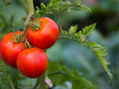 Характеристика томатов сорта Малиновое чудо