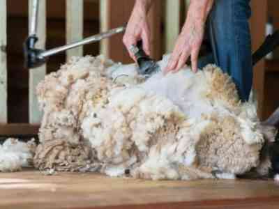 Электрическая машинка для стрижки овцы