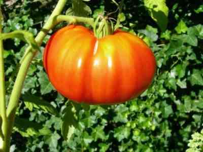 Характеристика томатов сорта Мазарини