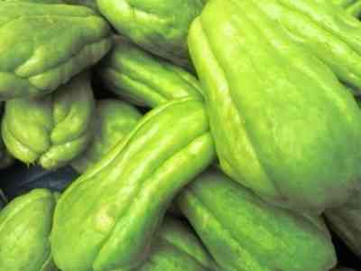 50Pcs Chayote Mexican Cucumber Vegetable Seeds Rare Kind Organic Delicious 