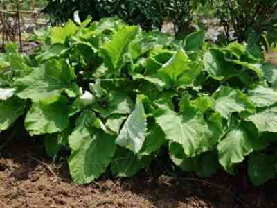 Combination of burdock with other feeds