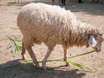 Таджикская порода овец