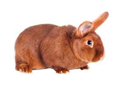 New Zealand Rabbit Characteristic