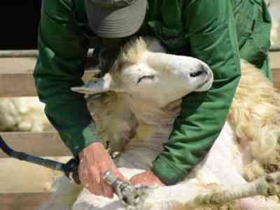 Процесс стрижки овец