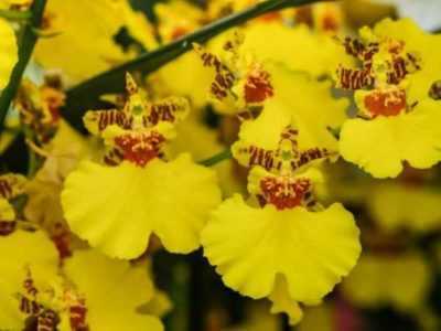 Выращивание орхидеи онцидиум