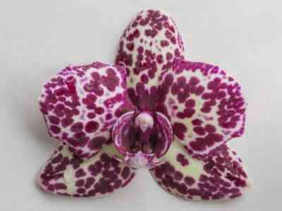Orchid Condition