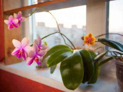 Уход за орхидеей Лиодоро