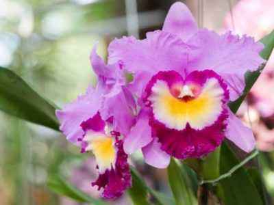 Выращивание орхидеи Каттлея