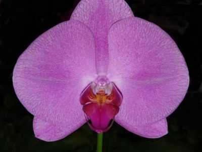 Орхидея Синголо