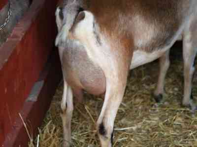 Causes of udder swelling in goats