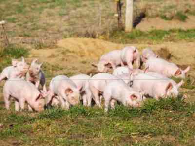 Откорм свиней