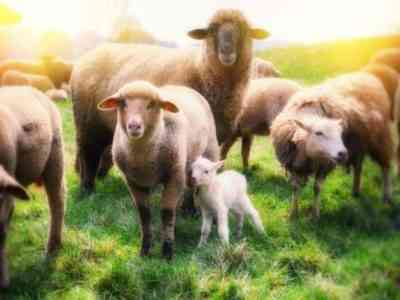 Выбор породы овец