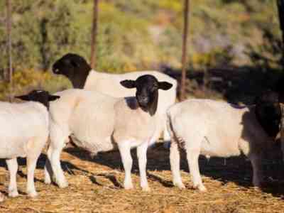 Овца Дорпер