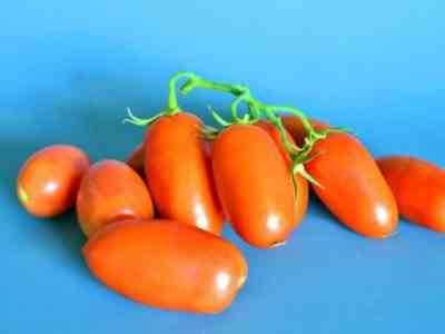 Varieties of Tomatoes Fingers