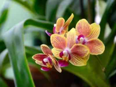 Применение перекиси водорода для орхидей