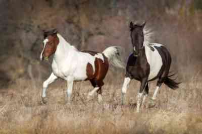 Pinto's horses are slender muscular handsome