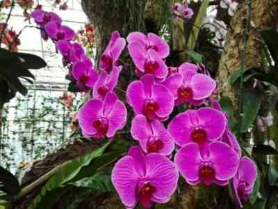 Почему пожелтели листья у орхидеи