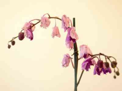 Причины увядания цветов орхидеи