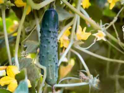 Подкормка огурцов в период цветения и плодоношения