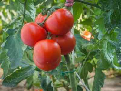 Характеристика томатов сорта Полфаст f1