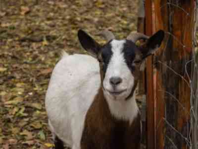 Goat diarrhea treatment at home