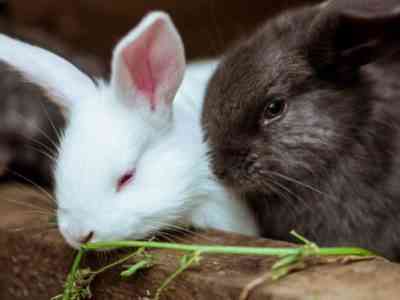 Популярные породы кроликов